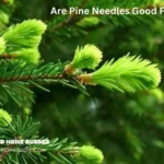 Are Pine Needles Good For Compost?