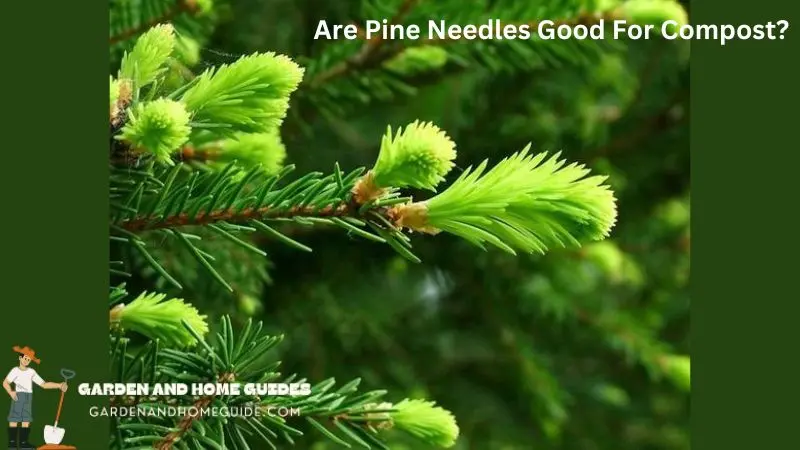 Are Pine Needles Good For Compost?