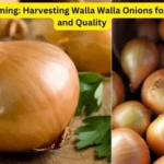 When To Harvest Walla Walla Onions?