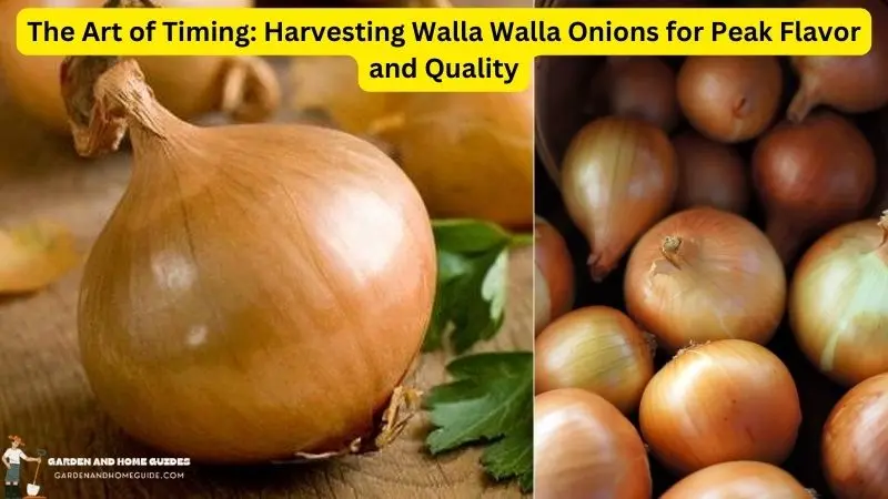 When To Harvest Walla Walla Onions?