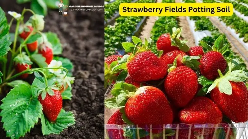 Strawberry Fields Potting Soil