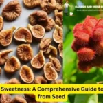 How To Plant Figs From Seeds?