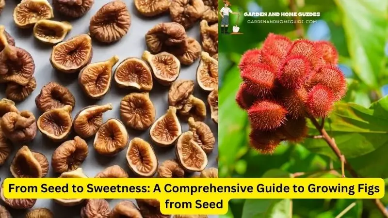 How To Plant Figs From Seeds?