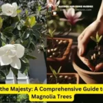 Fertilizer For Magnolia Trees