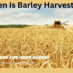 When Is Barley Harvested?