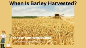 When Is Barley Harvested?