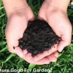 Is Horse Manure Good For Garden?