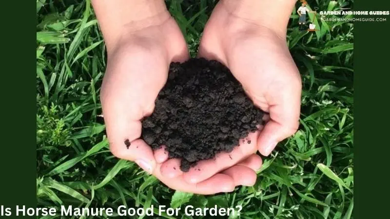 Is Horse Manure Good For Garden?