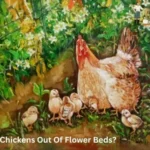 How To Keep Chickens Out Of Flower Beds?