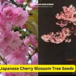 Japanese Cherry Blossom Tree Seeds