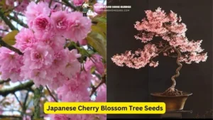 Japanese Cherry Blossom Tree Seeds