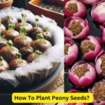 How To Plant Peony Seeds?