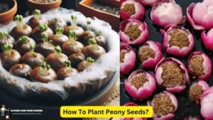 How To Plant Peony Seeds?