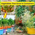 Vegetables That Grow In Containers