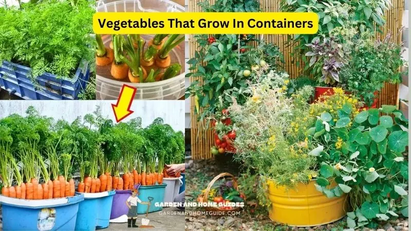 Vegetables That Grow In Containers