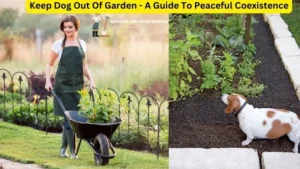 Keep Dog Out Of Garden – A Guide To Peaceful Coexistence