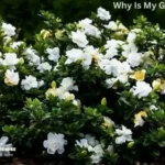 Why Is My Gardenia Dying?