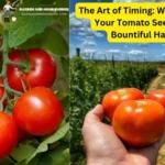 The Art of Timing: When to Pot Up Your Tomato Seedlings for Bountiful Harvests