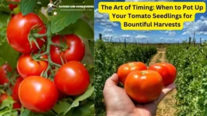 When To Pot Up Tomato Seedlings for Bountiful Harvests