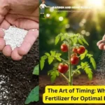 When to Apply Fertilizer for Optimal Plant Growth?