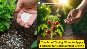 When to Apply Fertilizer for Optimal Plant Growth?