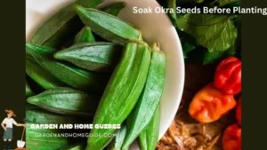 Soak Okra Seeds Before Planting