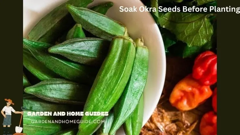 Soak Okra Seeds Before Planting