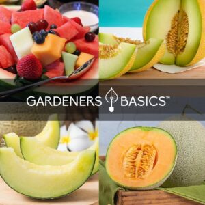 Gardeners Basics Melon Seeds – 5 Variety Pack: Hales Best Cantaloupe, Crimson Sweet Watermelon, Yellow Canary Melon, Green Flesh Honeydew, and Sugar Baby Watermelon – Perfect for Home Gardens.